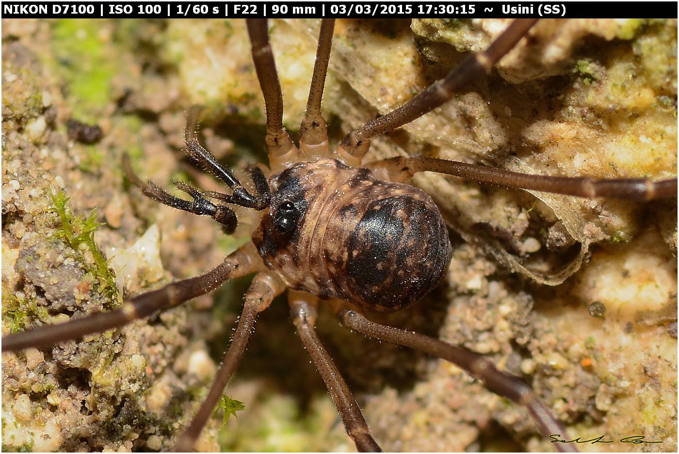 Dicranopalpus larvatus ♂♀(Phalangiidae)